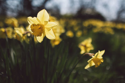 Close-up of yellow flowering plant in field