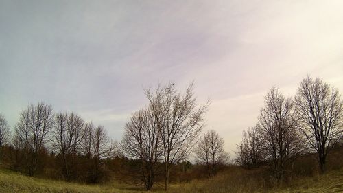 Low angle view of trees against sky