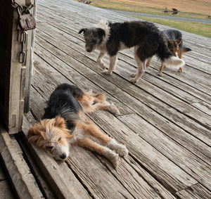 High angle view of two dogs