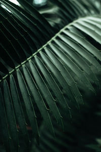 Jungle palm leaves natural exotic tropical lush foliage. background for environmental conservation