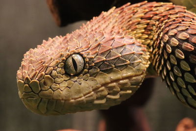 Close-up of snake