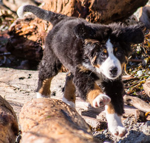 View of dog on rock