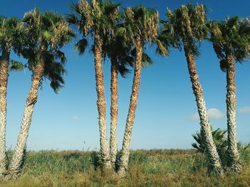 Low angle view of trees against clear blue sky