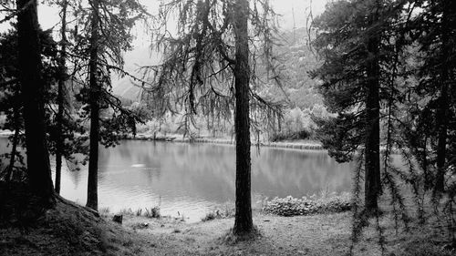 View of calm lake with trees in background