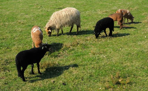 Sheep grazing in field