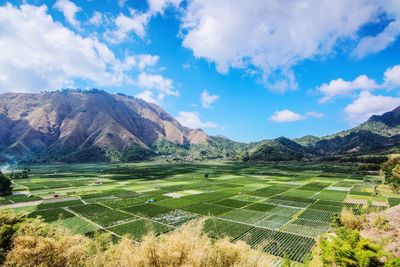 Scenic view of agricultural field against blue sky