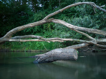 Fallen tree by lake in forest