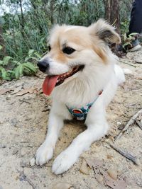 Dog looking away while sitting on land