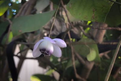 Close-up of flower blooming outdoors
