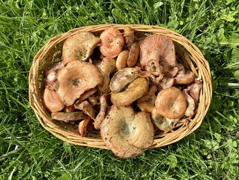 High angle view of mushrooms in basket