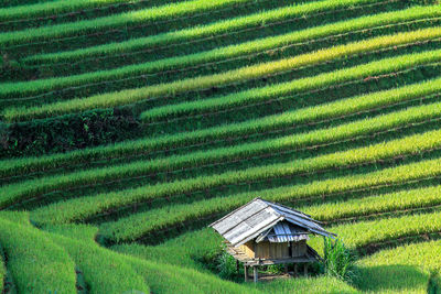 Scenic view of agricultural field