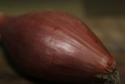 Close-up view of leaf