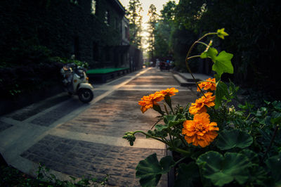 Flowers on street amidst plants in city