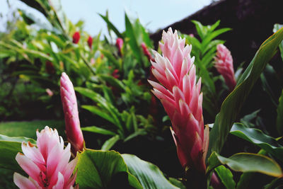 Close-up of pink flowering plants