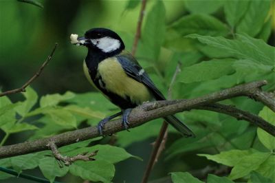 Close-up of bird perching on branch