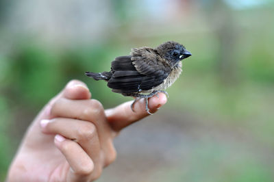 Close-up of bird perching on human finger