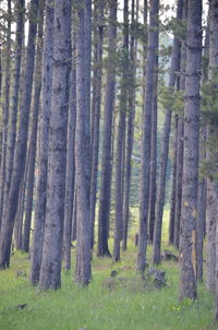 Pine trees in forest