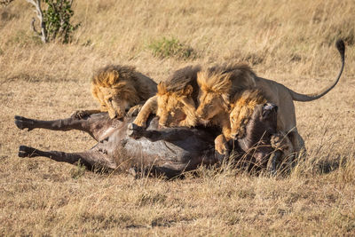 Lion family eating prey on field