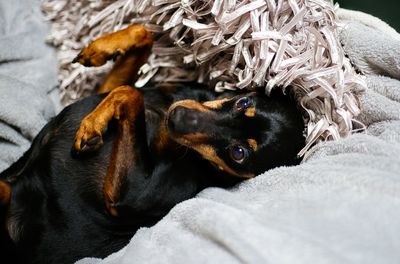 Portrait of dog relaxing on bed at home