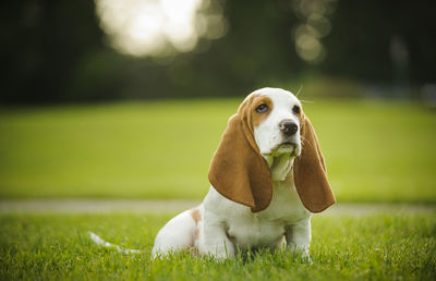 Basset hound sitting on grass