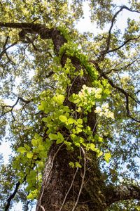 Low angle view of trees in the forest