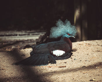 Close-up of a bird flying