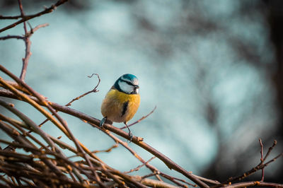 Low angle view of bird perching on branch