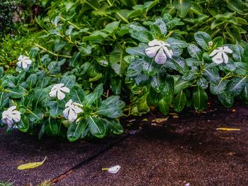Close-up of flowers blooming outdoors