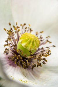 Closeup of stamen, stigma, filament of a blooming white poppy flower..