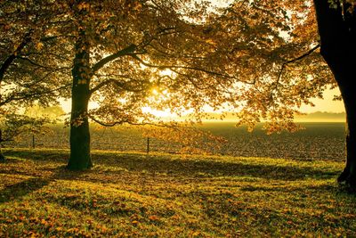 Trees on field during sunset