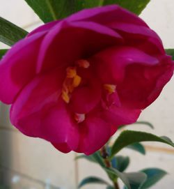 Close-up of flower blooming outdoors