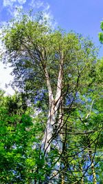 Low angle view of tree against sky