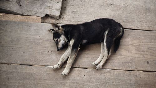 Directly above shot of dog lying on wooden floor