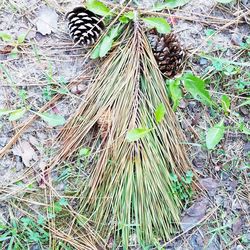 High angle view of grass