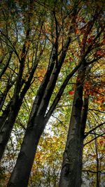 Low angle view of tree against the sky