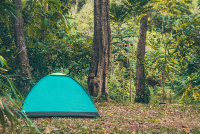 Scenic view of trees in forest