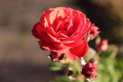 Close-up of red rose