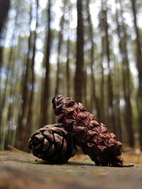 Close-up of leaf on tree in forest