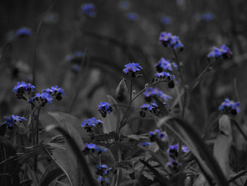 Close-up of purple flowers