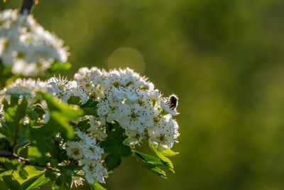 Close-up of bee pollinating on flower