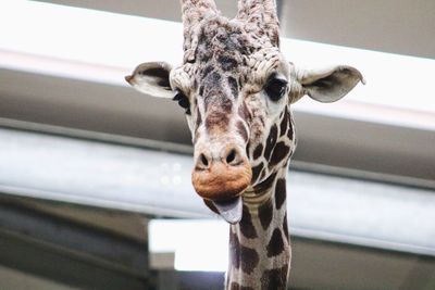 Close-up portrait of giraffe 