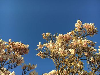 Low angle view of magnolia blossoms against clear blue sky