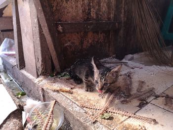 High angle portrait of cat relaxing on wood