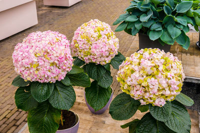 High angle view of potted plants