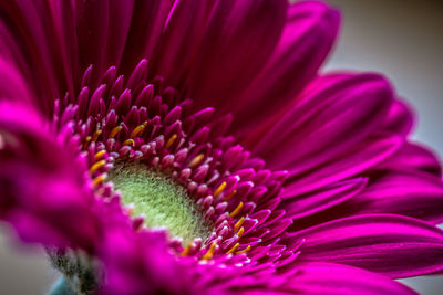 Close-up of purple flower blooming outdoors