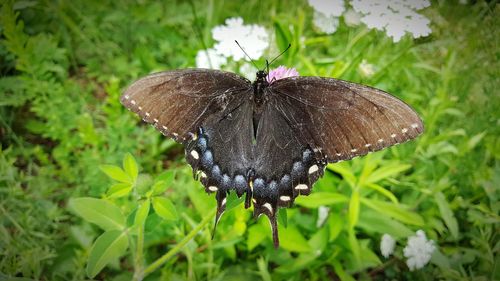 Close-up of butterfly perching on plant