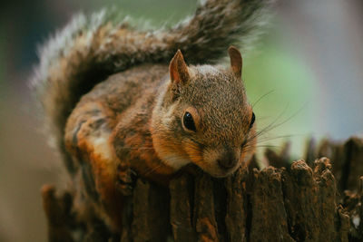 Close-up of squirrel on tree trunk