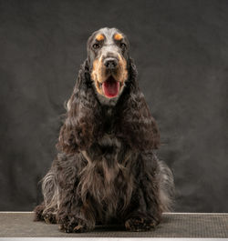 Close-up of dog portrait