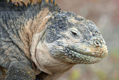 Close-up side view of a reptile