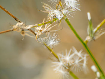 Close-up of flower against blurred background